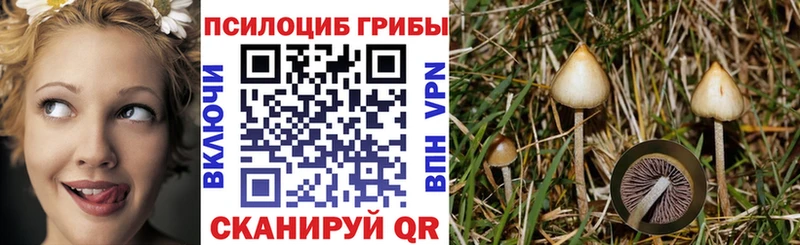 kraken рабочий сайт  Дмитриев  Псилоцибиновые грибы GOLDEN TEACHER  цена наркотик 